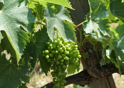 grapes